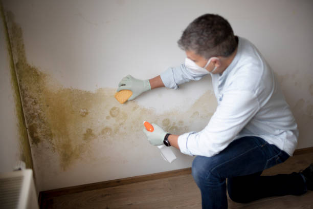 Ganado, TX Mold Removal Company