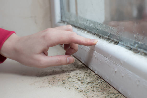 Best Commercial Mold Inspection  in Ganado, TX
